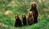 Thumbnail for Diamond Painting Beren gezin met Ronde steentjes 100x55cm - Beste Kwaliteit