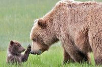 Thumbnail for Diamond Painting Hallo Mama Beer met Ronde steentjes 100x70cm - Beste Kwaliteit