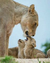 Thumbnail for Diamond Painting Mama leeuw met welpen met Ronde steentjes 100x80cm - Beste Kwaliteit