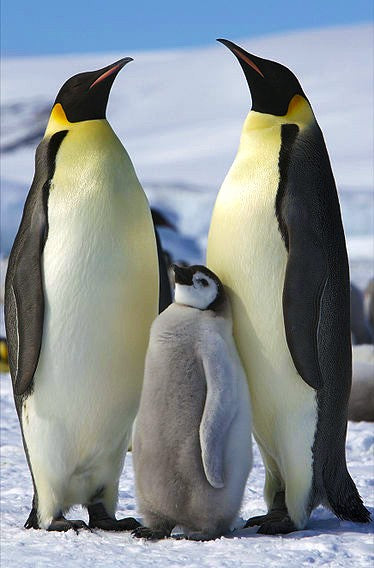 Diamond Painting Twee pinguins met kind met Ronde steentjes 100x70cm - Beste Kwaliteit