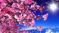 Thumbnail for Diamond Painting Sakuraboom met Ronde steentjes 100x55cm - Beste Kwaliteit