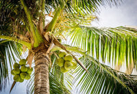 Thumbnail for Diamond Painting Palmboom Kokosnoten met Ronde steentjes 100x70cm - Beste Kwaliteit