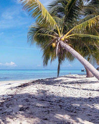 Thumbnail for Diamond Painting Palmboom op het strand met Ronde steentjes 100x80cm - Beste Kwaliteit