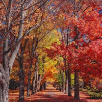 Thumbnail for Diamond Painting Herfst bomen met Ronde steentjes 100x100 - Beste Kwaliteit