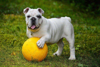 Thumbnail for Diamond Painting Bulldog gele bal met Ronde steentjes 100x70cm - Beste Kwaliteit