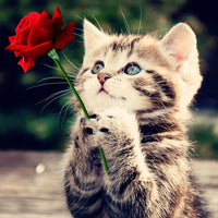Thumbnail for Diamond Painting Kitten met een rode roos met Ronde steentjes 100x100 - Beste Kwaliteit