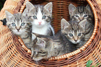 Thumbnail for Diamond Painting Kittens in een mand met Ronde steentjes 100x70cm - Beste Kwaliteit