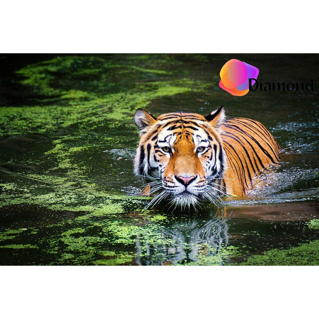Tijger in het water Diamond Painting for you