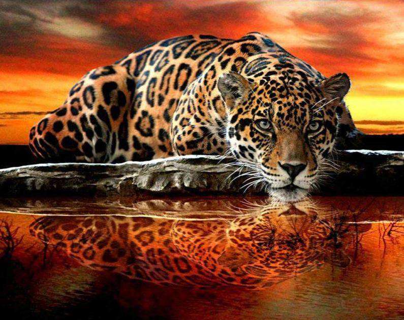 Diamond Painting Panter met Ronde steentjes 100x100 - Beste Kwaliteit