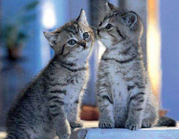 Thumbnail for Diamond Painting Twee schatige kittens met Ronde steentjes 80x100cm - Beste Kwaliteit