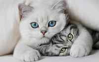 Thumbnail for Twee Kittens diamond painting ontwerp