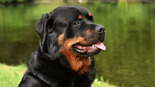 Diamond Painting Rotweiler met Ronde steentjes 100x55cm - Beste Kwaliteit