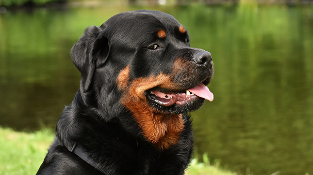 Rottweiler diamond painting ontwerp
