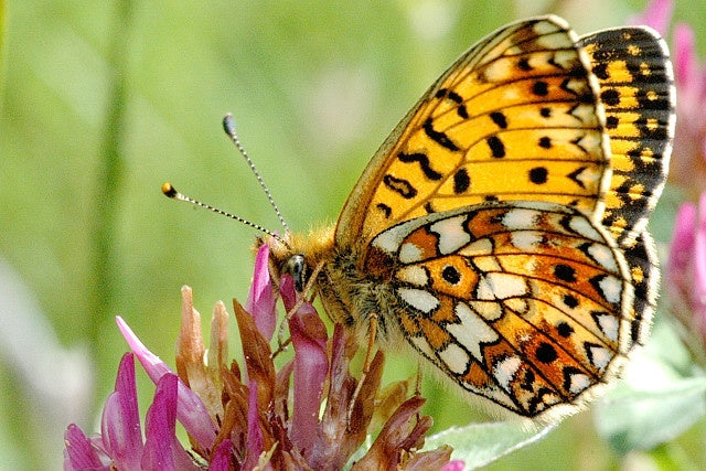 Diamond Painting Geel oranje vlinder op een roze bloem met Ronde steentjes 100x70cm - Beste Kwaliteit