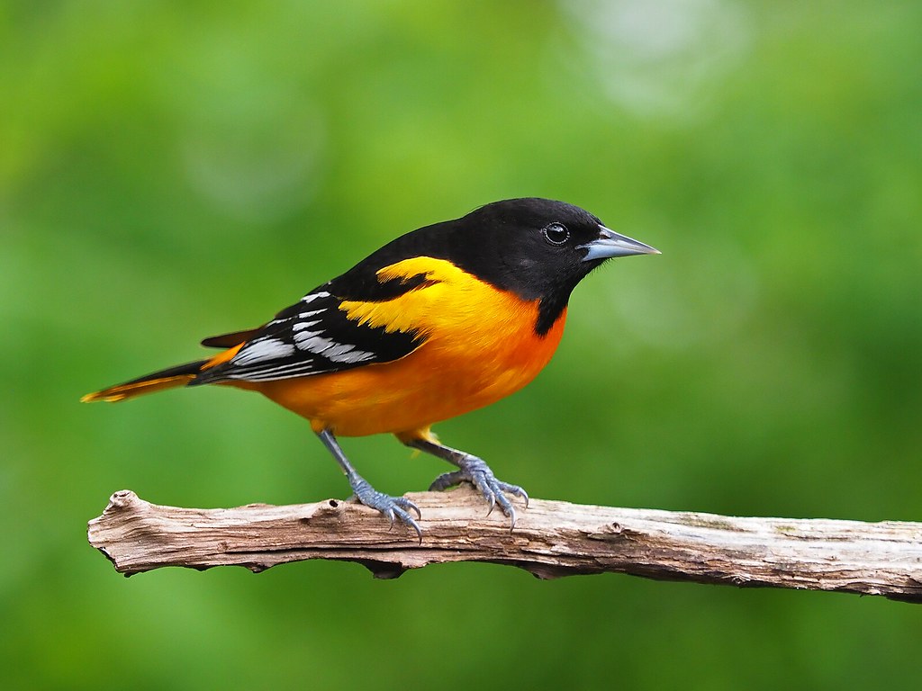 Diamond Painting BalTimonre Oriole op een tak met Ronde steentjes 80x100cm - Beste Kwaliteit