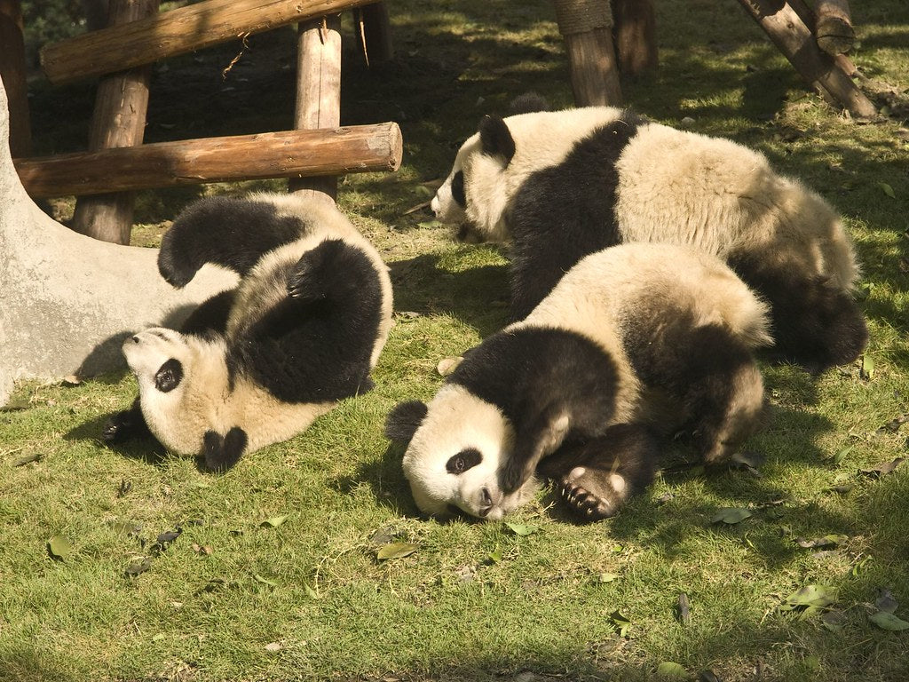 Diamond Painting Panda's Spelen met Ronde steentjes 80x100cm - Beste Kwaliteit