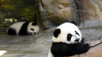 Thumbnail for Diamond Painting Panda's op steen met Ronde steentjes 100x55cm - Beste Kwaliteit