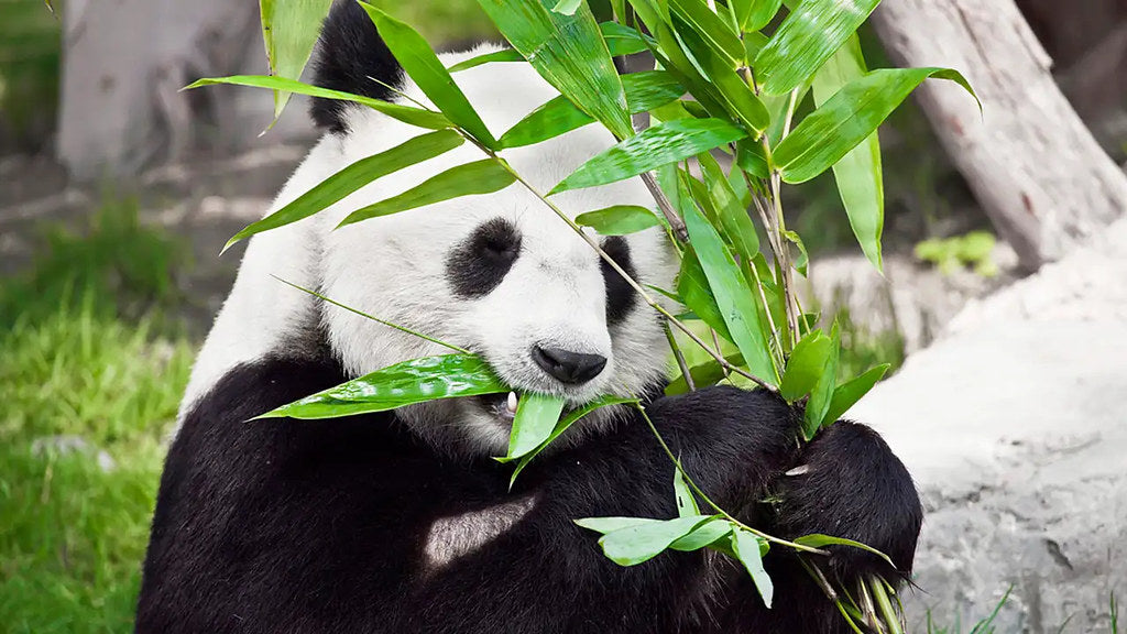 Diamond Painting Panda aan het Eten met Ronde steentjes 100x55cm - Beste Kwaliteit