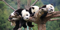 Thumbnail for Diamond Painting Panda in Chengdu met Ronde steentjes 100x55cm - Beste Kwaliteit