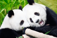 Thumbnail for Diamond Painting Panda's lief eten met Ronde steentjes 100x70cm - Beste Kwaliteit