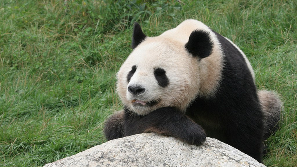 Diamond Painting Panda rustig dagje met Ronde steentjes 100x55cm - Beste Kwaliteit