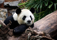 Thumbnail for Diamond Painting Panda in bos met Ronde steentjes 80x100cm - Beste Kwaliteit