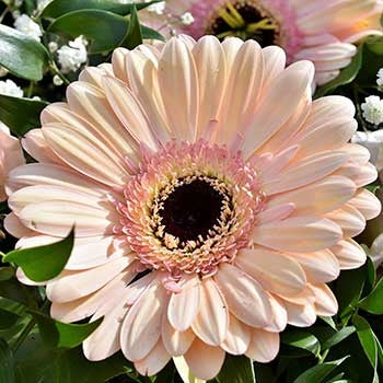 Diamond Painting bloemsoort gerbera lichtroze met Ronde steentjes 100x100 - Beste Kwaliteit