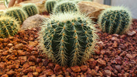 Thumbnail for Diamond Painting Cactus Pokon Groen met Ronde steentjes 100x55cm - Beste Kwaliteit