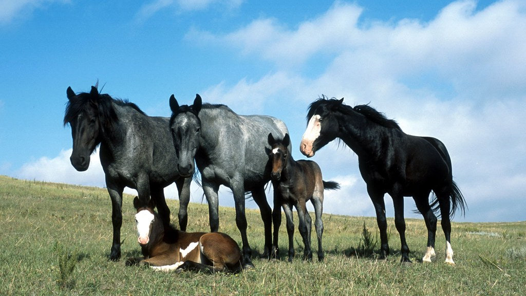 Diamond Painting Groepje paarden met Ronde steentjes 100x55cm - Beste Kwaliteit