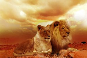 Verliefde leeuwen diamond painting ontwerp