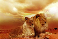 Thumbnail for Verliefde leeuwen diamond painting ontwerp