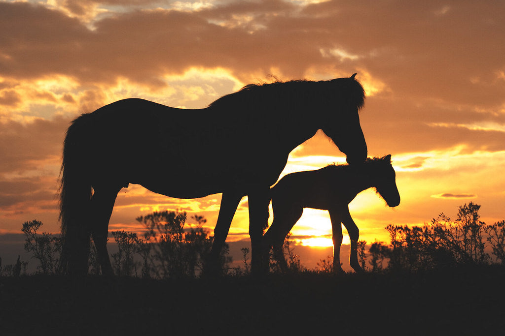 Diamond Painting Paard met veulen zonsondergang met Ronde steentjes 100x70cm - Beste Kwaliteit