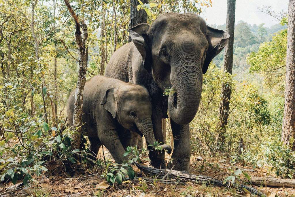 Moederen Kind Olifant diamond painting ontwerp
