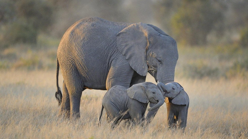 Diamond Painting Olifant met twee jongen met Ronde steentjes 100x55cm - Beste Kwaliteit