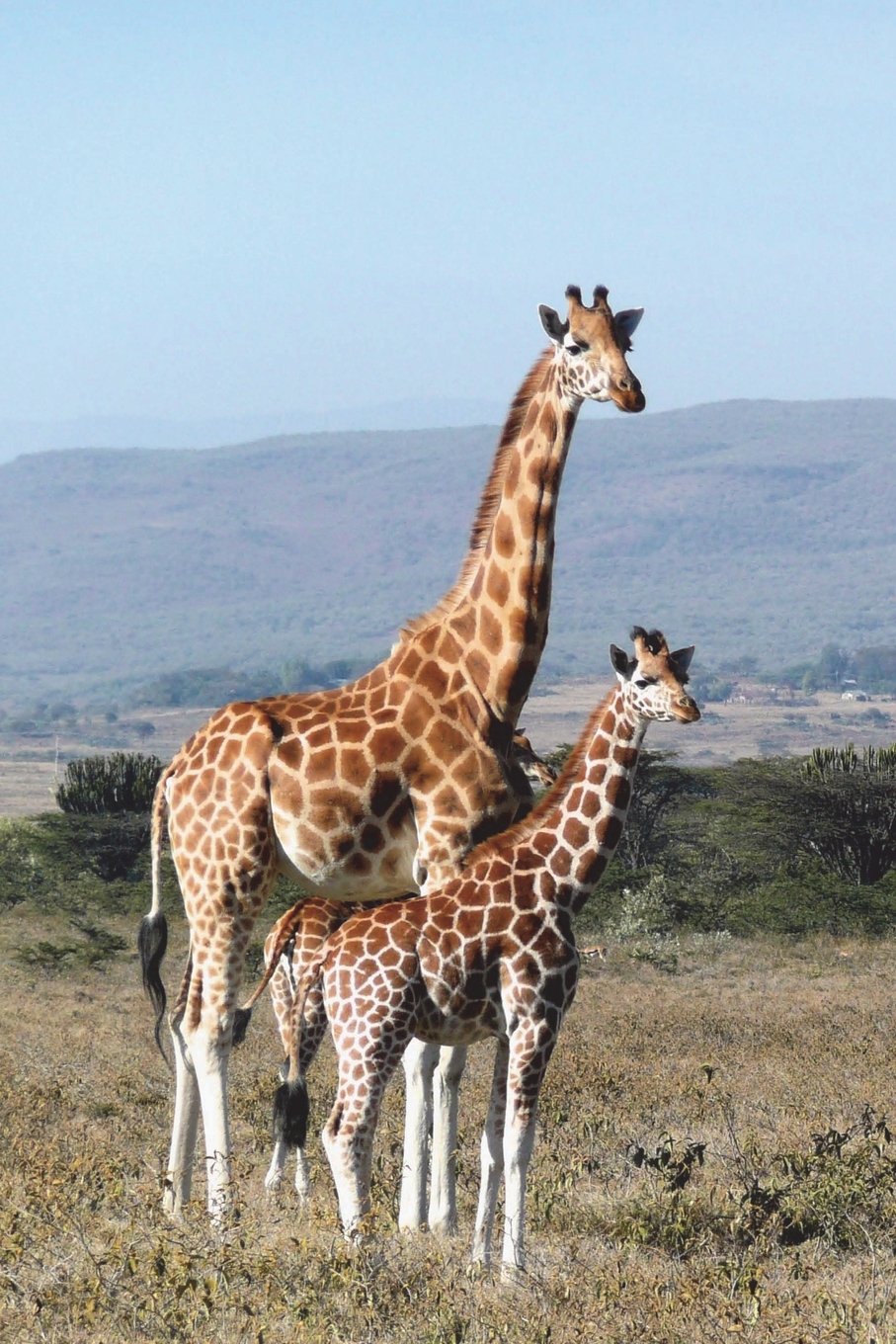 Giraffe Moeder en jong diamond painting ontwerp