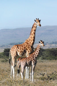 Thumbnail for Giraffe Moeder en jong diamond painting ontwerp