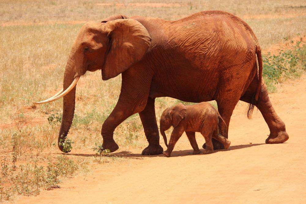 Olifant en kleine olifant diamond painting ontwerp
