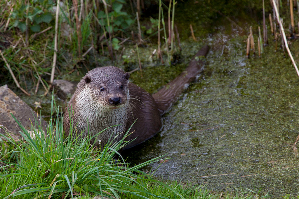 Diamond Painting Otter in het water met Ronde steentjes 100x70cm - Beste Kwaliteit