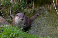 Thumbnail for Diamond Painting Otter in het water met Ronde steentjes 100x70cm - Beste Kwaliteit