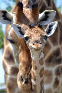 Thumbnail for Diamond Painting Giraffe jong met moeder erbij met Ronde steentjes 100x70cm - Beste Kwaliteit