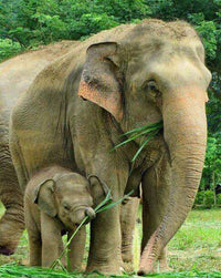 Thumbnail for Moeder Olifant met haar Kleintje diamond painting ontwerp