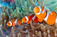 Thumbnail for Diamond Painting Drie Nemo Vissen met Ronde steentjes 100x70cm - Beste Kwaliteit