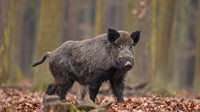 Thumbnail for Diamond Painting Wild zwijn in het bos met Ronde steentjes 100x55cm - Beste Kwaliteit