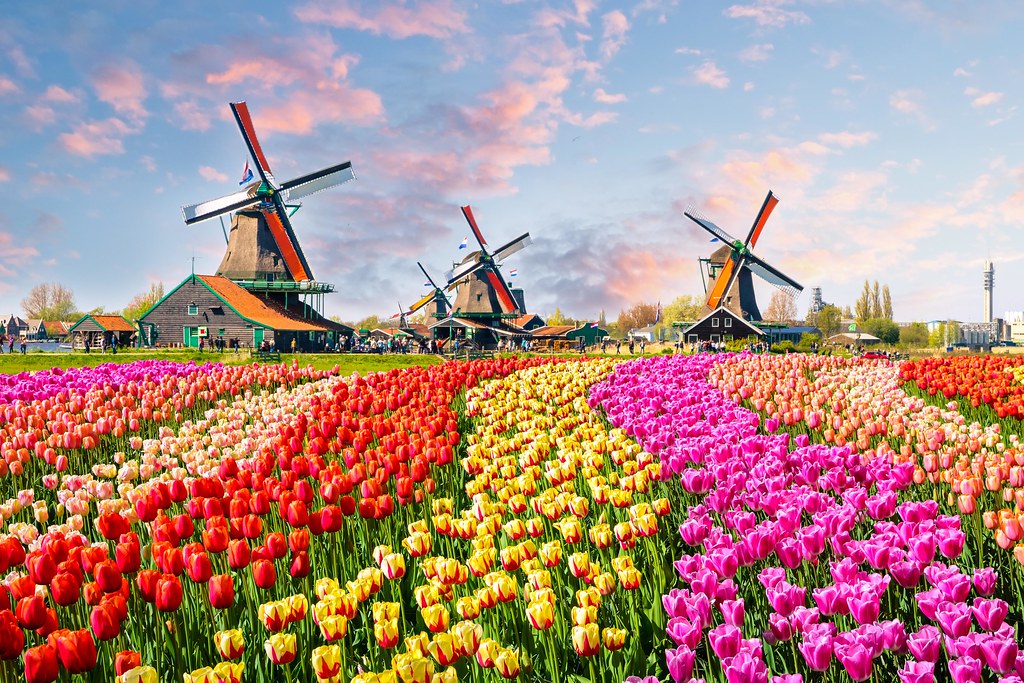Diamond Painting Bloemen & Planten