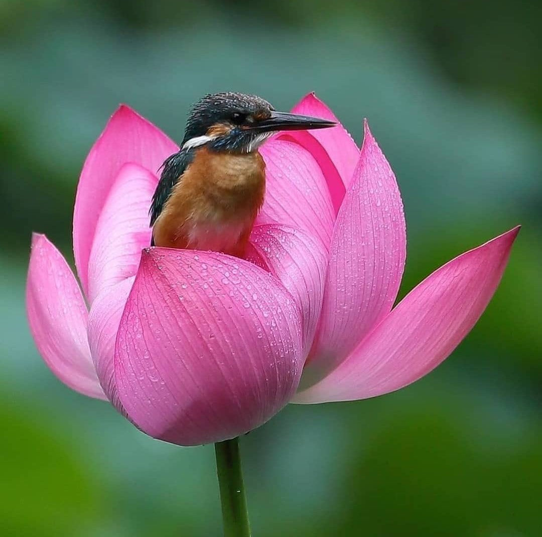 Vogel op een Bloem diamond painting ontwerp