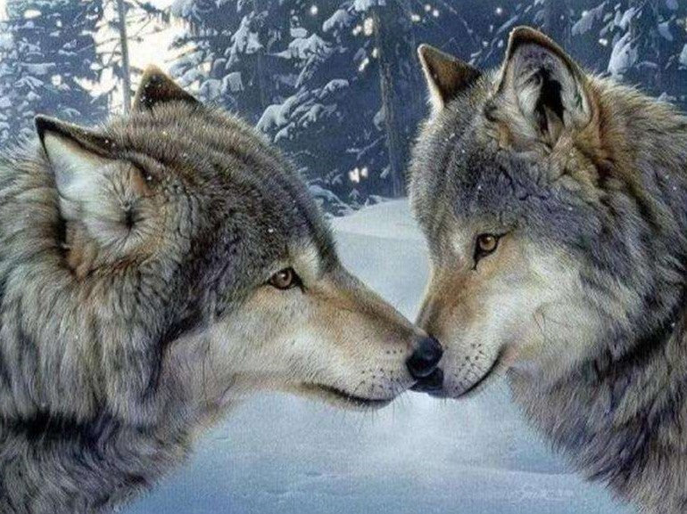 Verliefde wolven diamond painting ontwerp