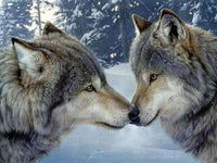 Thumbnail for Verliefde wolven diamond painting ontwerp