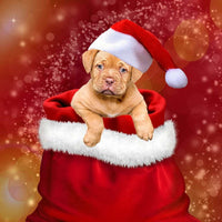 Thumbnail for Diamond Painting Kerst pup met Ronde steentjes 100x100 - Beste Kwaliteit