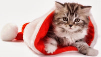 Thumbnail for Diamond Painting Kitten in een kerstmuts met Ronde steentjes 100x55cm - Beste Kwaliteit