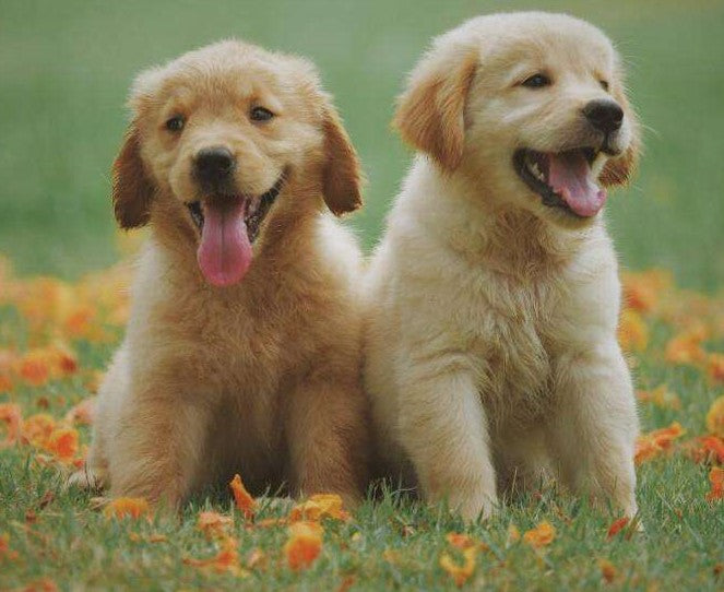 Diamond Painting Labrador puppies met Ronde steentjes 80x100cm - Beste Kwaliteit
